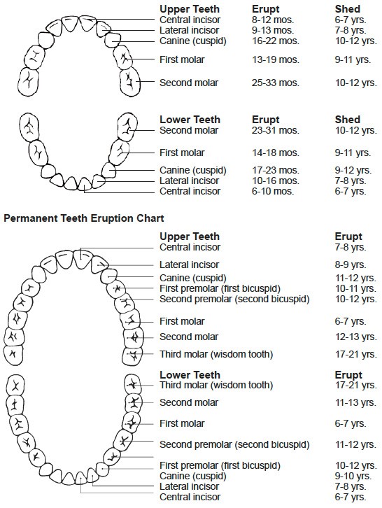 Orthodontic Tooth Chart