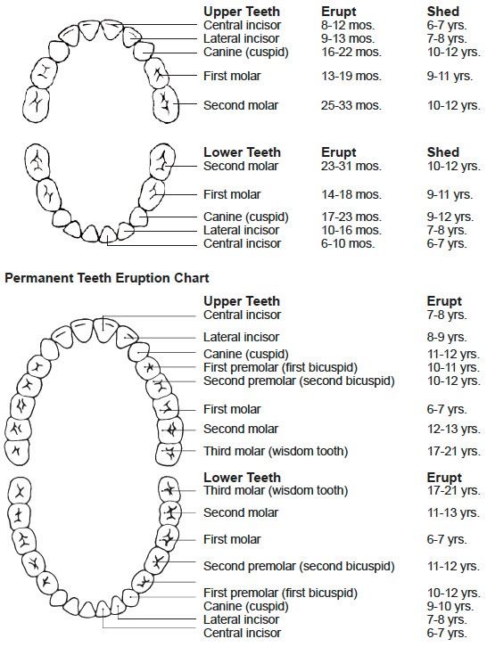 what age do canine teeth fall out