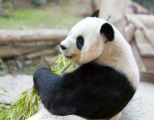 Panda bear