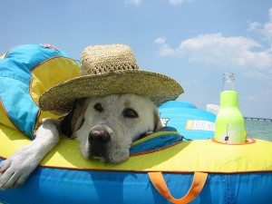 why called the dog days of summer