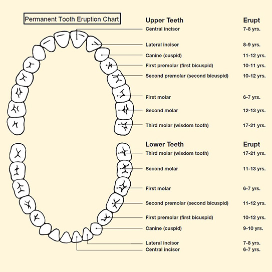 The Different Types Of Teeth