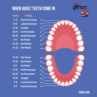 Adult teeth eruption chart