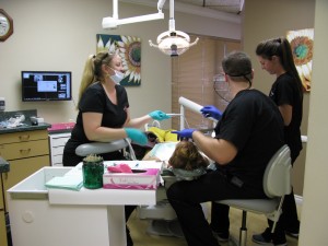 Dr. Derek working on a patient with the help of his trusty assistants.